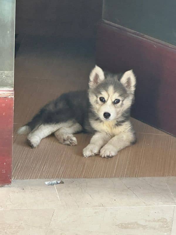 Siberian husky male puppy available for sale 0