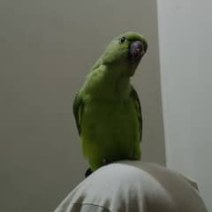 green ring neck parrot talking 0