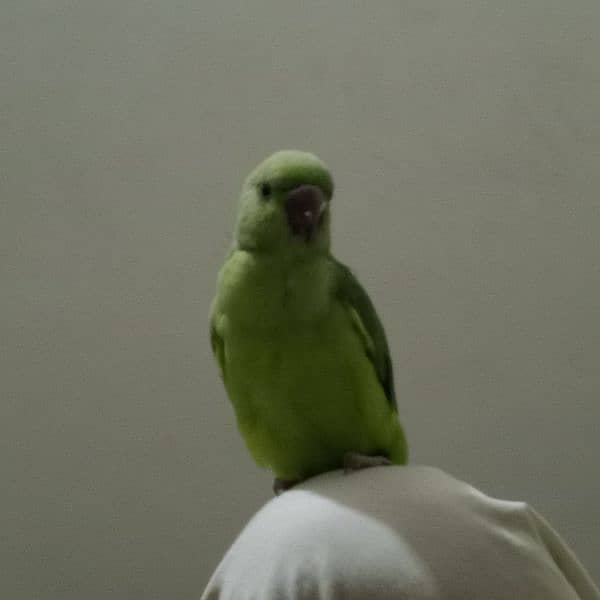 green ring neck parrot talking 1