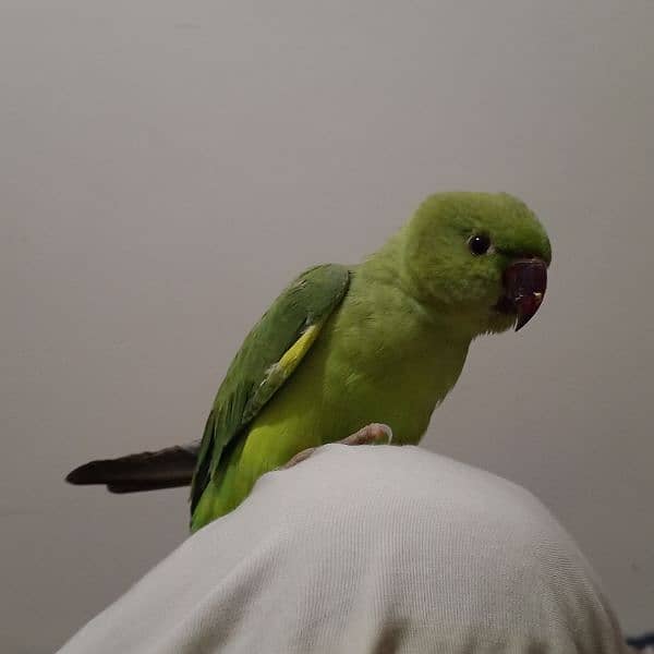 green ring neck parrot talking 3