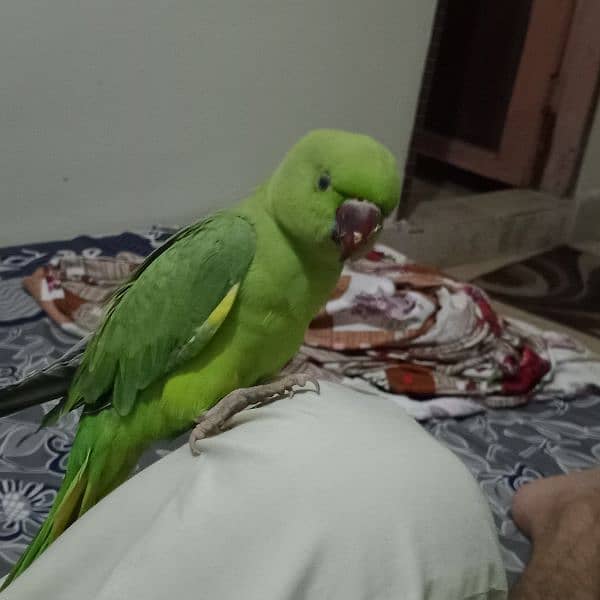 green ring neck parrot talking 4