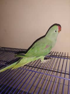 pahadi kashmiri green parrot ( female )