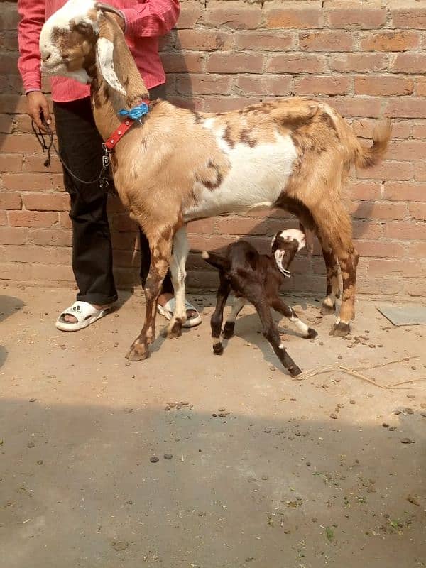 bakri samroti sheri 03234438191 2