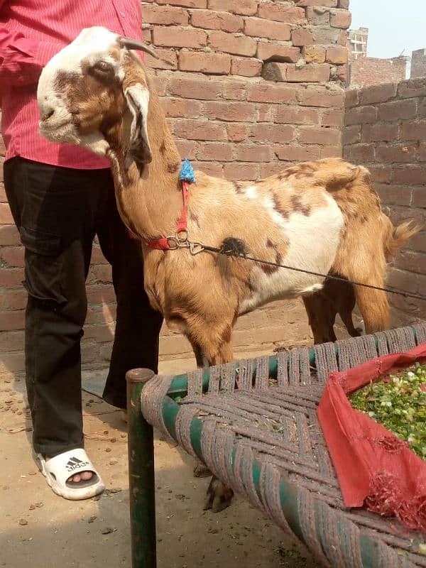 bakri samroti sheri 03234438191 7