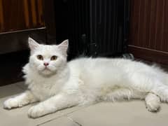 Persian Cat Female