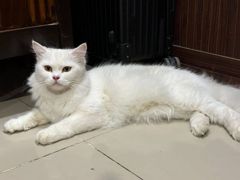 Persian Cat Female 1