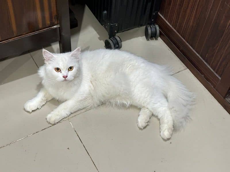 Persian Cat Female 2