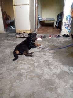 Rottweiler female available