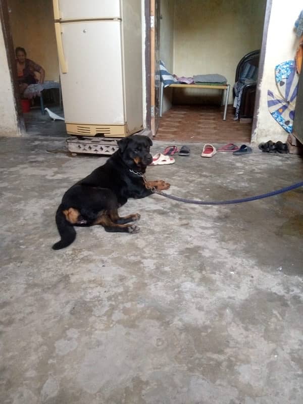 Rottweiler female available 0