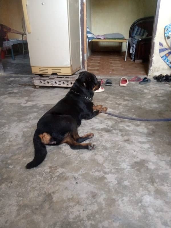 Rottweiler female available 1