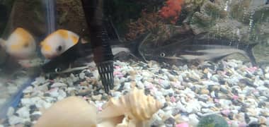 Black silver fish for sale