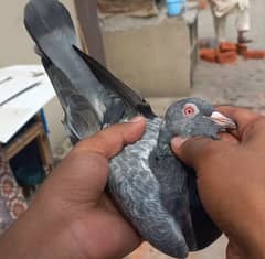 pigeon