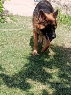 German shepherd long coat female