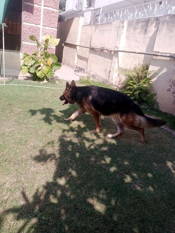 German shepherd long coat female 2