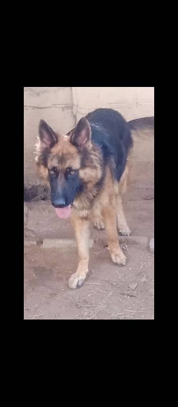 German shepherd long coat female 5