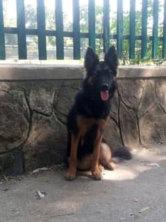 double coat German shepherd female