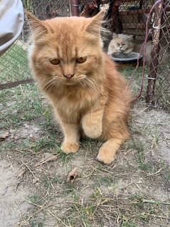 persian cat pair 9 month . ready for beeed