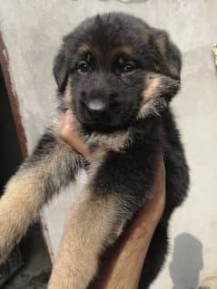 German shepherd puppies available for sale