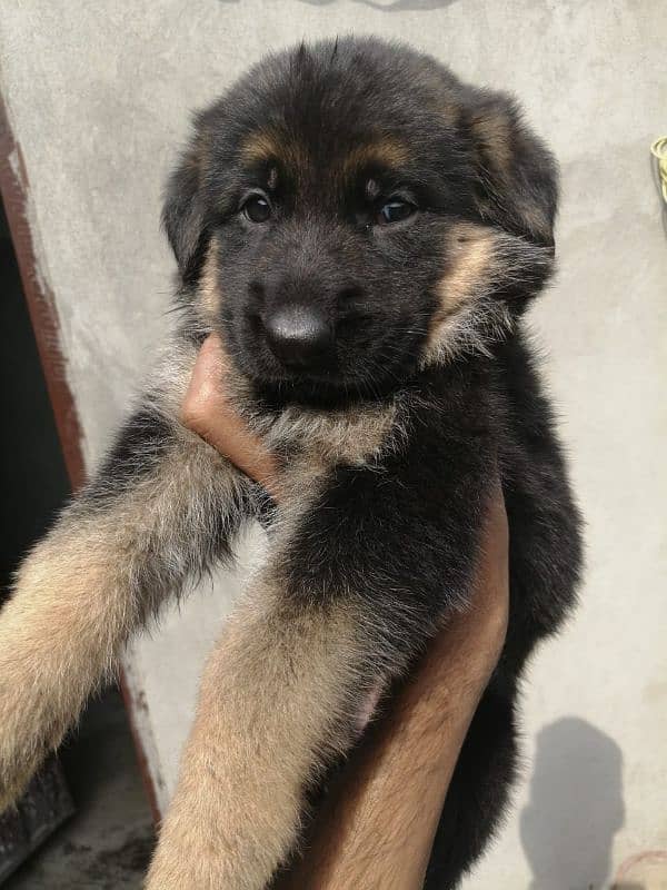 German shepherd puppies available for sale 0