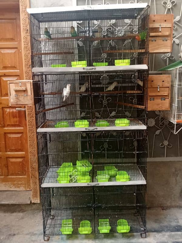 All Setup For Sale Parblue Opline Albino Birds and Cage 0