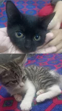 male and female half persian cats single coated