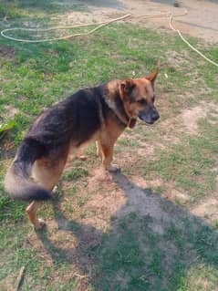 german shephared for sale