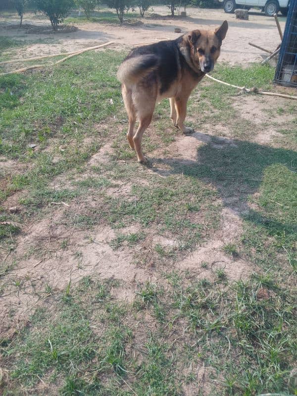 german shephared for sale 1