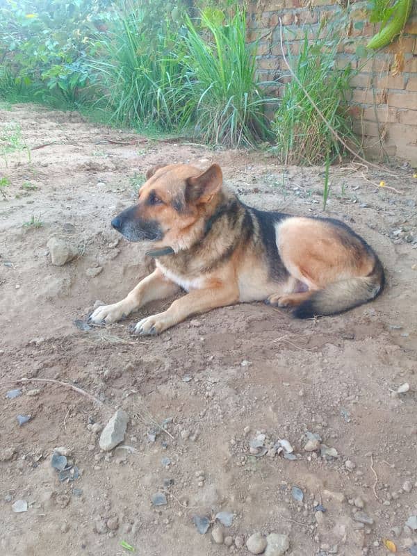 german shephared for sale 2