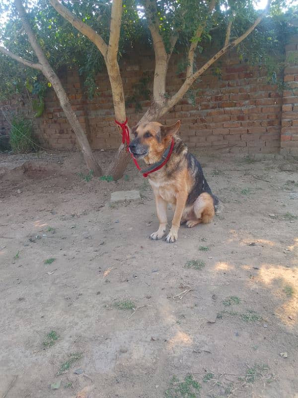 german shephared for sale 3