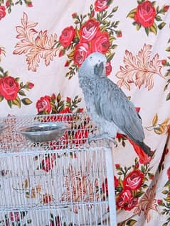 03266068445call wathsap African grey parrot urgent for sale