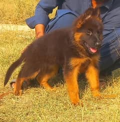 German shepherd long coat female Age 65 months for sale