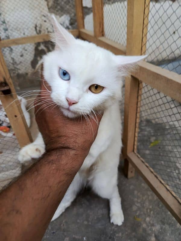 Persian Cat Baby 1