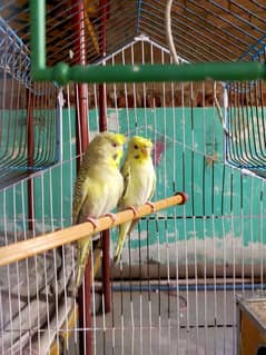 australian parrot hagoromo with 1 baby and eggs in box, cage