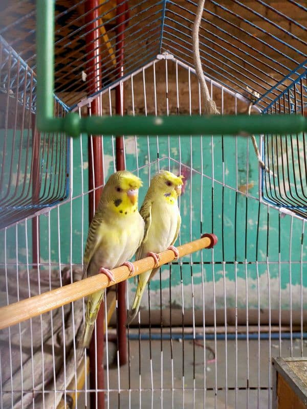 australian parrot hagoromo with 1 baby and eggs in box, cage 1