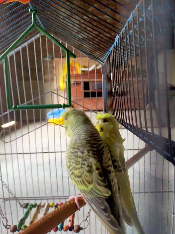 australian parrot hagoromo with 1 baby and eggs in box, cage 2