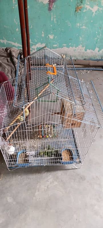 australian parrot hagoromo with 1 baby and eggs in box, cage 3