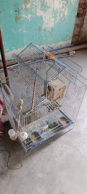 australian parrot hagoromo with 1 baby and eggs in box, cage 4