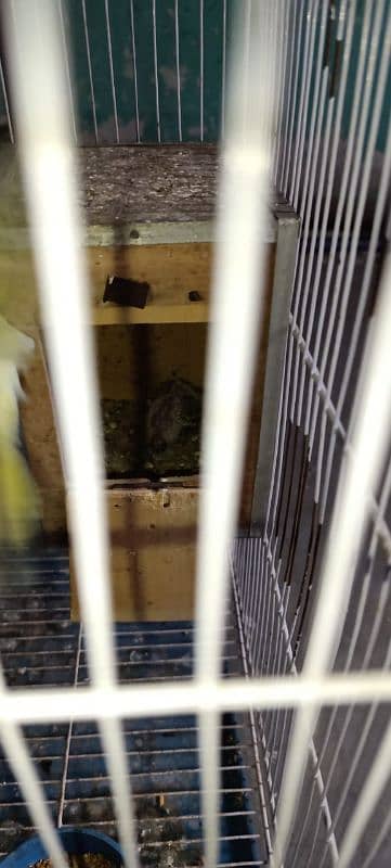 australian parrot hagoromo with 1 baby and eggs in box, cage 5