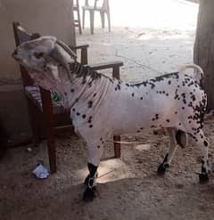 bakra for sale