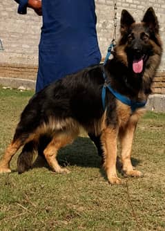 German Shepherd Female Dog For Sale