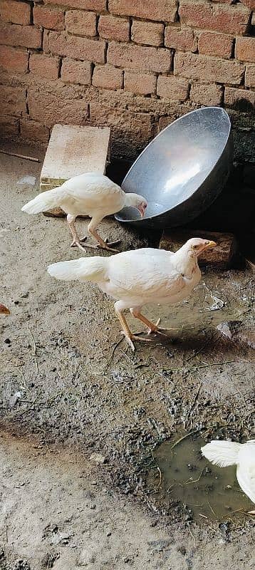 Heera breed chicks 2