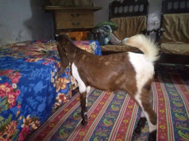 patira Bakra 0