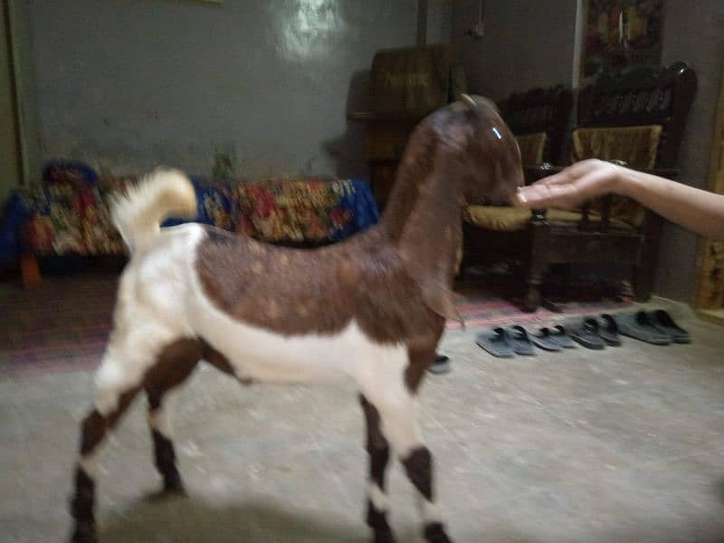 patira Bakra 2