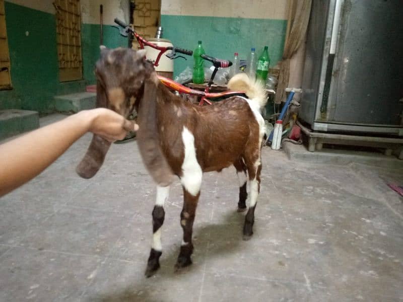 patira Bakra 3