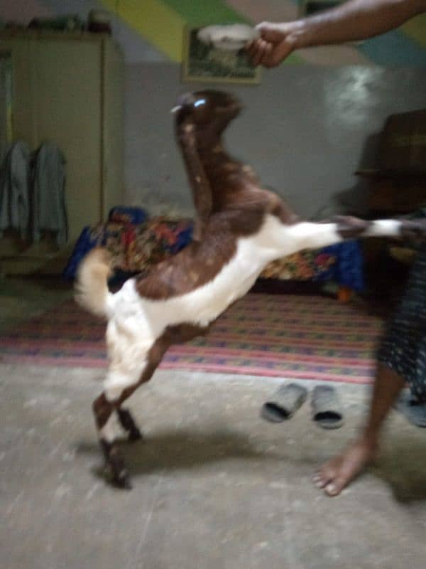 patira Bakra 8