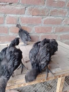 Ayam cemani chicks for sale