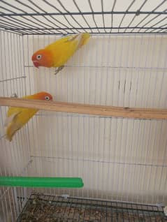 lovebirds for sale