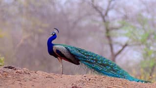 peacock