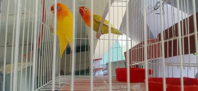 love birds breeder pair