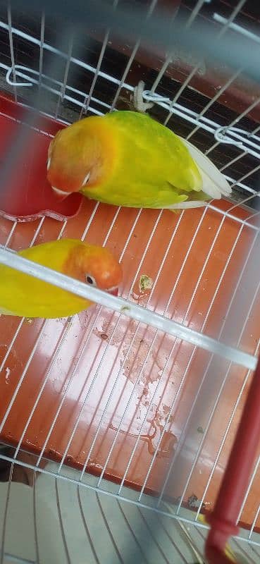 love birds breeder pair 3